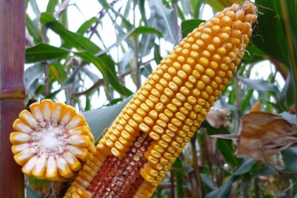上善一号玉米种子特征特性，高抗大斑病