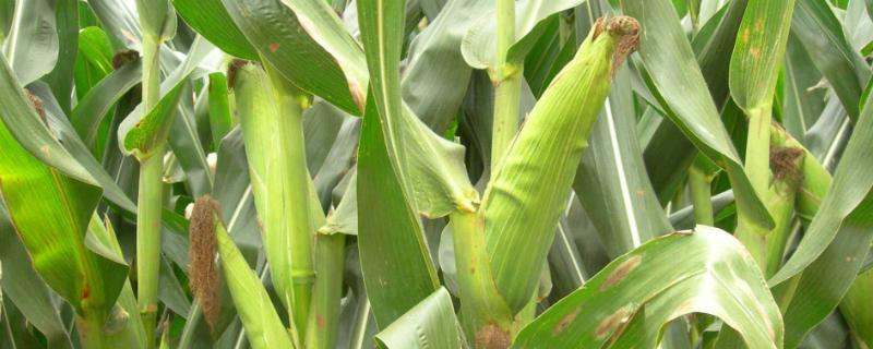 云农玉707玉米种子特点，才能充分发挥该品种的丰产潜力