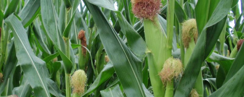 盛禾985玉米种子特征特性，才能充分发挥该品种的丰产潜力