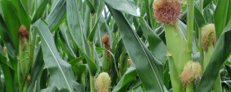 地沃10号玉米品种的特性，播种前施足底肥