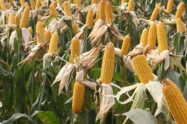 禾丰玉6号玉米种简介，夏播适宜在5月中旬前播种