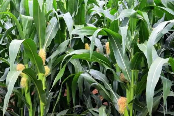 宣隆9999玉米品种的特性，应选择中等以上肥力地块种植