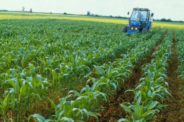 鑫638玉米品种简介，每亩用10-20kg尿素