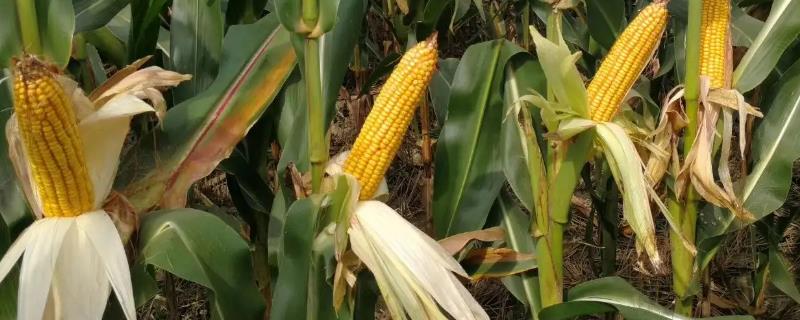 国迪909玉米种子特征特性，两年区试平均生育期130天