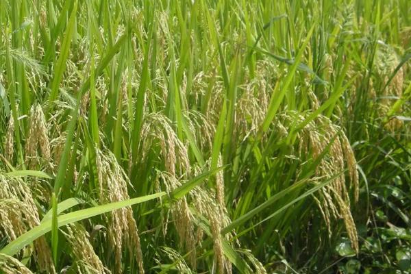 滇谷1728水稻种子简介，高抗白叶枯病(1级HR)