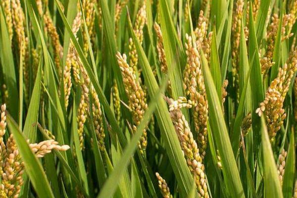 鸿邦两优6363水稻种子特点，每亩插8～10万基本苗