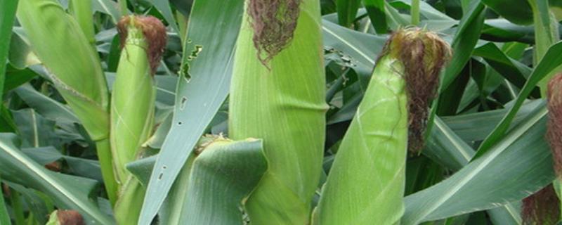 金科玉8号玉米品种的特性，中抗大斑病