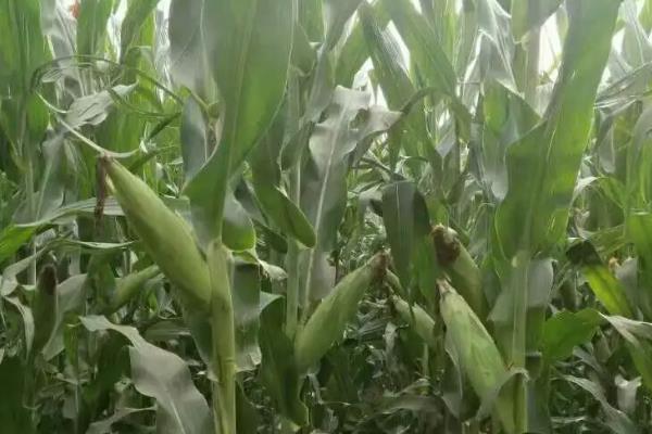梅花雪79玉米品种的特性，注意防治病虫害