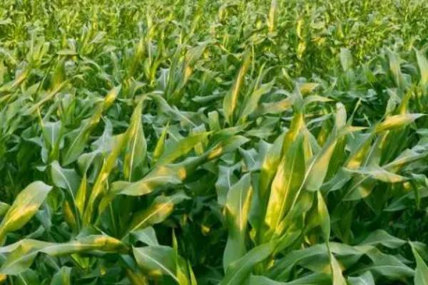 梅花雪79玉米品种的特性，注意防治病虫害