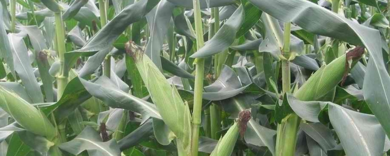 易金269玉米品种简介，高抗大斑病