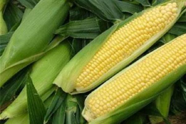 延科368玉米种子特点，每亩适宜密度3500株左右