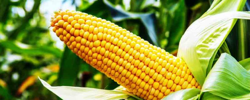渭玉389玉米品种简介，适宜播种期4月下旬-5月初