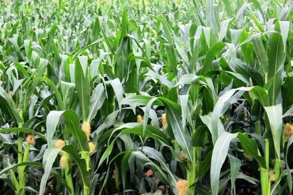 渭玉389玉米品种简介，适宜播种期4月下旬-5月初