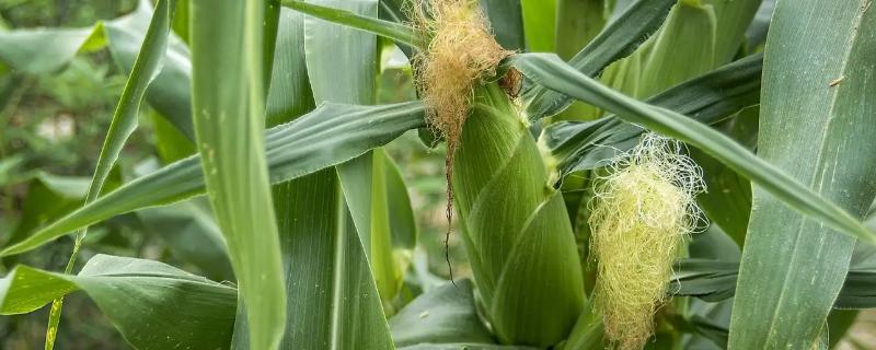 雅禾98玉米种子介绍，高抗大斑病