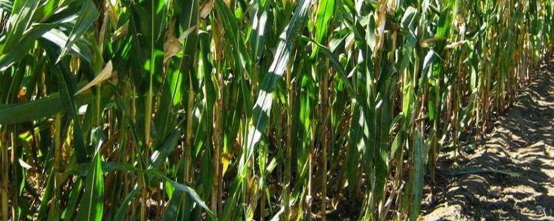 金说玉5号玉米种子介绍，虫害防治同一般品种的防治方法