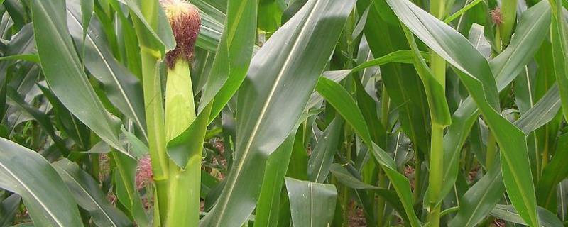 宣农玉2号玉米品种的特性，注意防治病虫害
