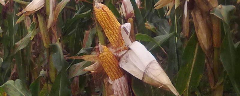 宣禾1号玉米种子特征特性，应选择中等以上肥力地块种植