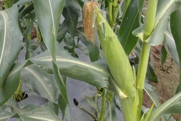 春喜803玉米种子特征特性，3月下旬至4月下旬播种为佳
