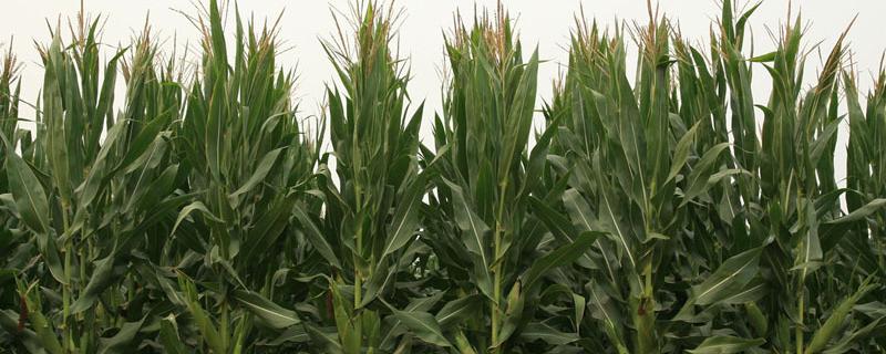 金耕100玉米品种的特性，在整个种植过程中注意防治杂草