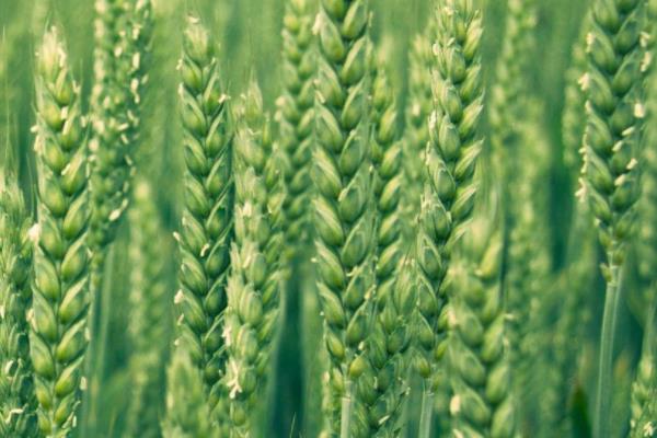 西农136小麦种子简介，注意防治病虫害