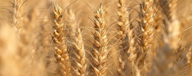汉麦9号小麦品种简介，全生育期平均205.3天