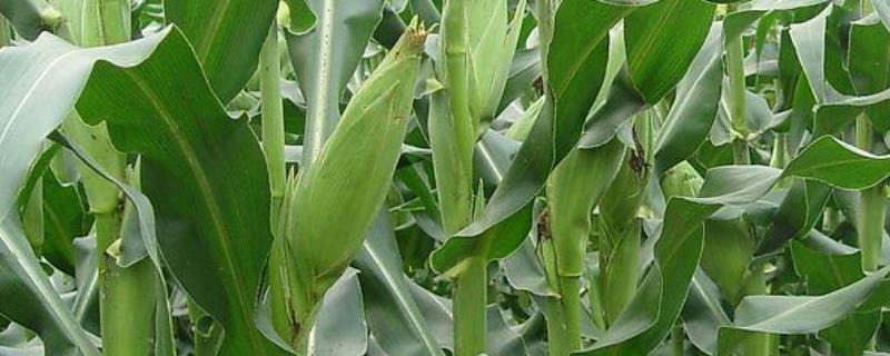 黄甜糯2号玉米种子特征特性，基肥应每亩施40千克