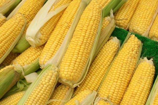 黄甜糯2号玉米种子特征特性，基肥应每亩施40千克