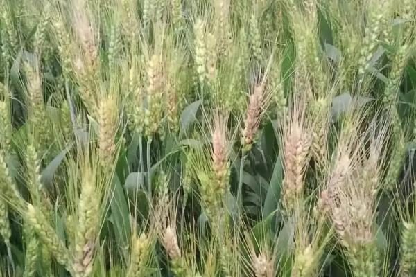 西农136小麦种子简介，注意防治病虫害