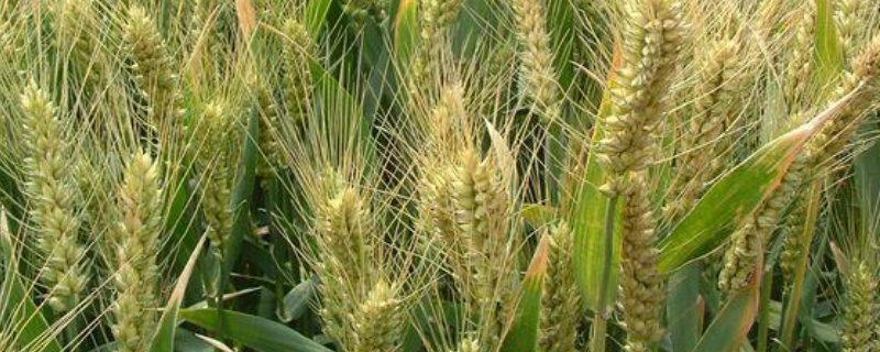 西农865小麦品种简介，适宜播期10月上中旬