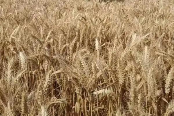 西农865小麦品种简介，适宜播期10月上中旬