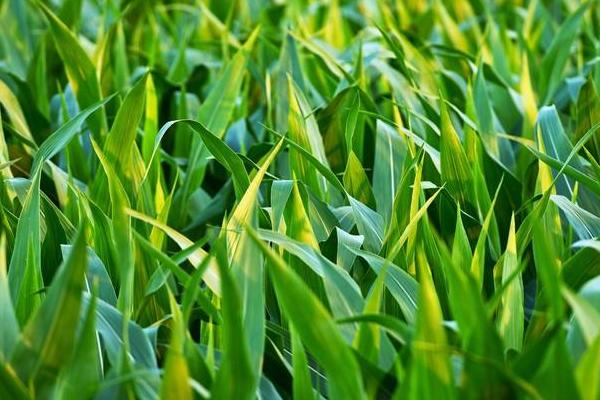 远科509玉米种简介，4月末～5月初播种
