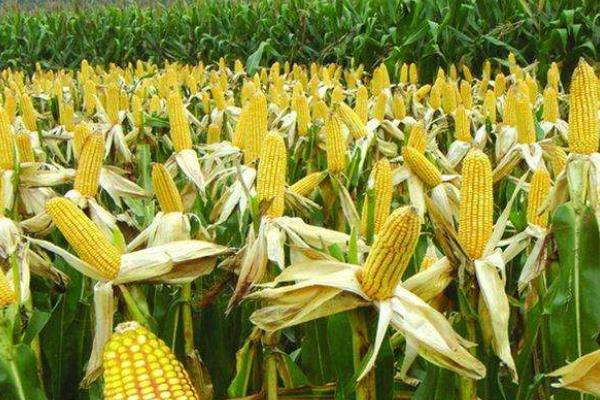 远科509玉米种简介，4月末～5月初播种