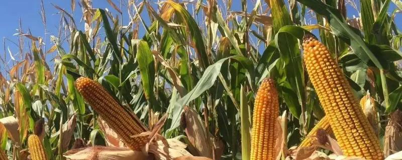 坤瑞5522玉米种子简介，4月末～5月初播种