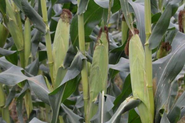 谷丰玉536玉米品种的特性，出苗至成熟129.5天