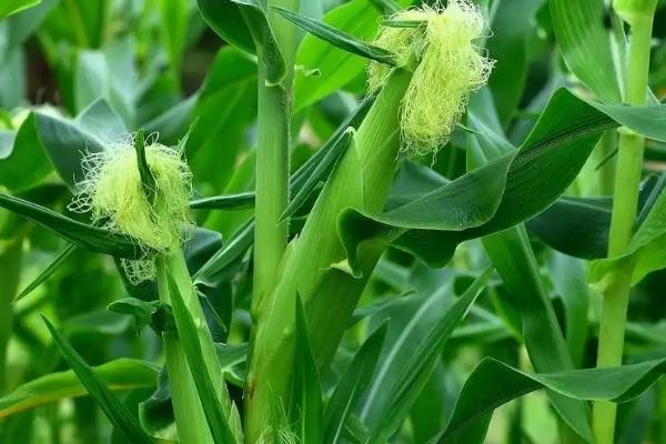 掖丰208玉米种简介，并注意防治红蜘蛛