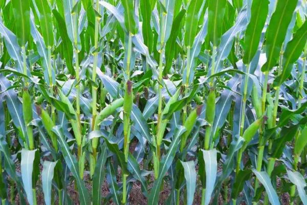 金张掖803玉米种子介绍，种植密度每亩4000株