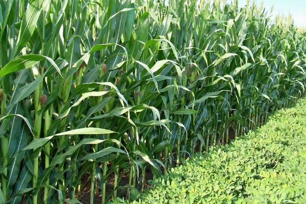 璐玉7393玉米种子特点，基肥应每亩施45千克