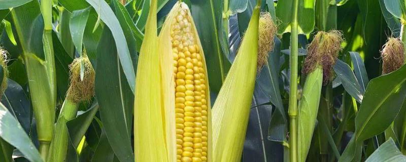 金张掖803玉米种子介绍，种植密度每亩4000株