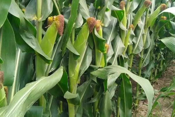 金张掖803玉米种子介绍，种植密度每亩4000株