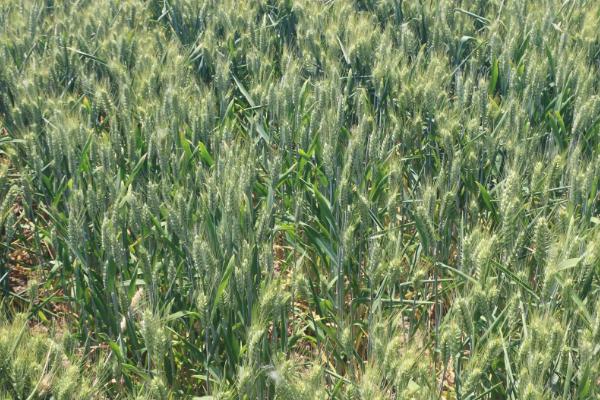 甘春33号小麦种子简介，适宜播种期为3月中下旬