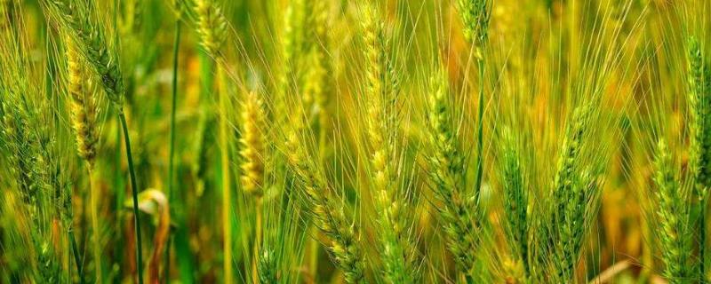 陇麦671小麦品种的特性，及时防治