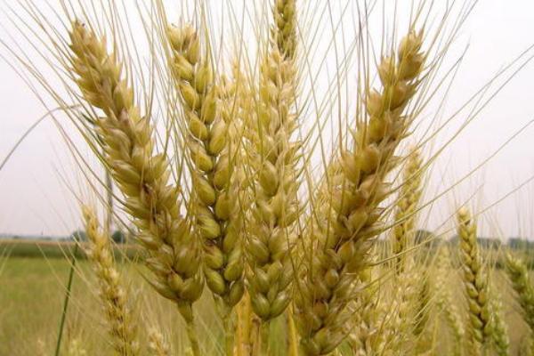 兰天45号小麦种子介绍，适宜播种期10月上旬