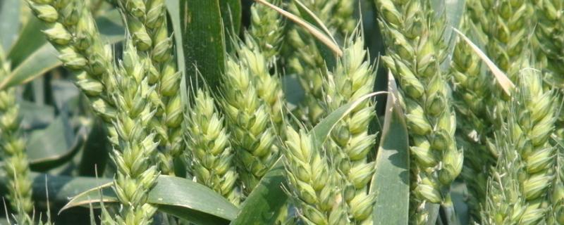 陇中7号小麦种子特征特性，每亩适宜基本苗28～32万