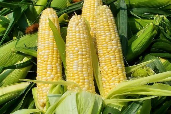 科优玉1号玉米种子简介，亩种植密度5500株