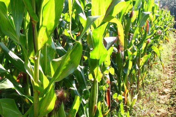 金亿418玉米种子特点，亩种植密度5000株