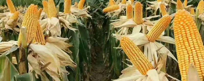 金亿418玉米种子特点，亩种植密度5000株