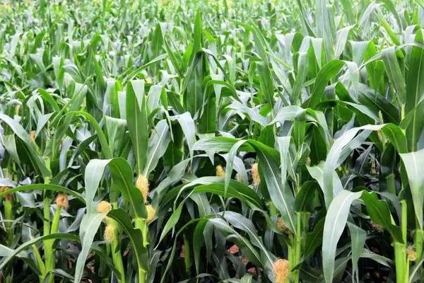 金亿418玉米种子特点，亩种植密度5000株