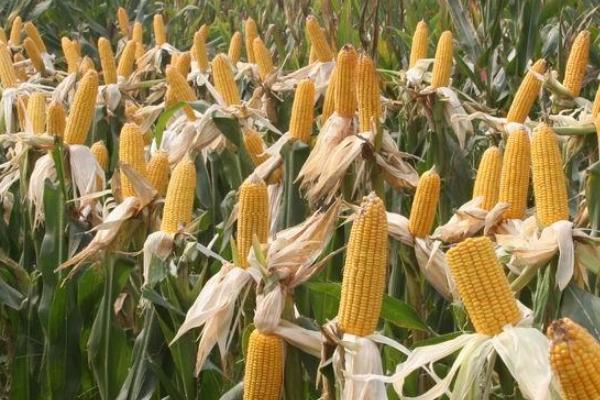 今成818玉米种简介，机械或人工播种