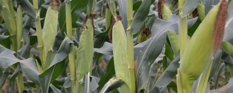 贺丰19号玉米种子特征特性，生育期140天