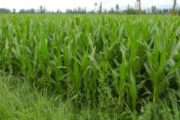 JK131玉米品种的特性，亩种植密度4500株